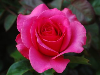 roses-01