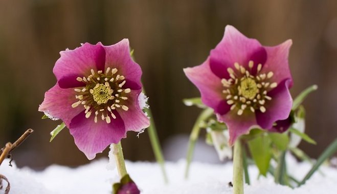 Cristmas Rose