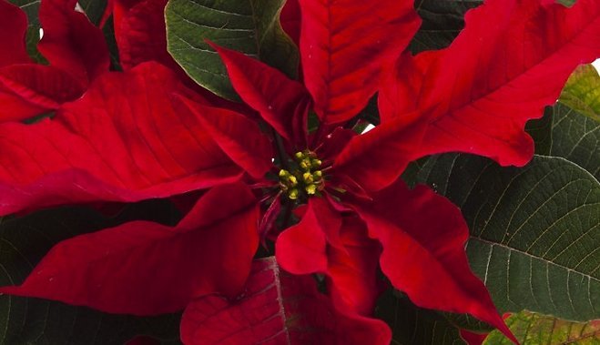 Cristmas Star