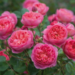 ‘Boscobel’ bears beautifully formed flowers of a rich salmon coloring that changes with age to a rich, deep pink. They start as red buds which open at first to pretty cups, gradually developing into perfectly formed blooms of classic rosette formation. The numerous small petals are of varying shades, mingling to provide a most pleasing effect. The delightful, medium to strong myrrh fragrance has a hawthorn character with hints of elderflower, pear and almond.
It forms an upright shrub that is healthy and of medium size, with dark green, glossy foliage.
Boscobel House is a beautiful timber-framed house that was built in 1632 and is not far from the David Austin nursery. It is famous for being the place where King Charles II hid in an oak tree whilst being pursued by Cromwell’s soldiers during the English Civil War in 1651. 
 It grow 3 x 2½ feet. (David Austin 2012, Auscousin.)