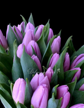 Fioletovy tulpan