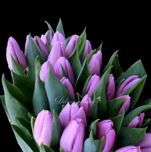Fioletovy tulpan