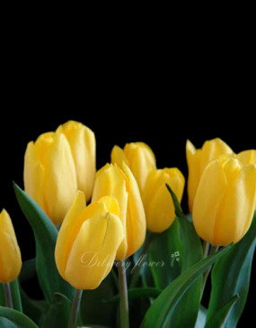 yellow tulip