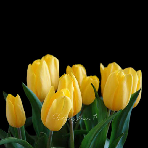 yellow tulip