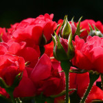 roses-2
