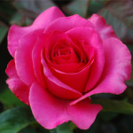 roses-01