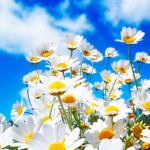 buy-wildflowers