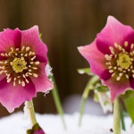 Cristmas-Rose1